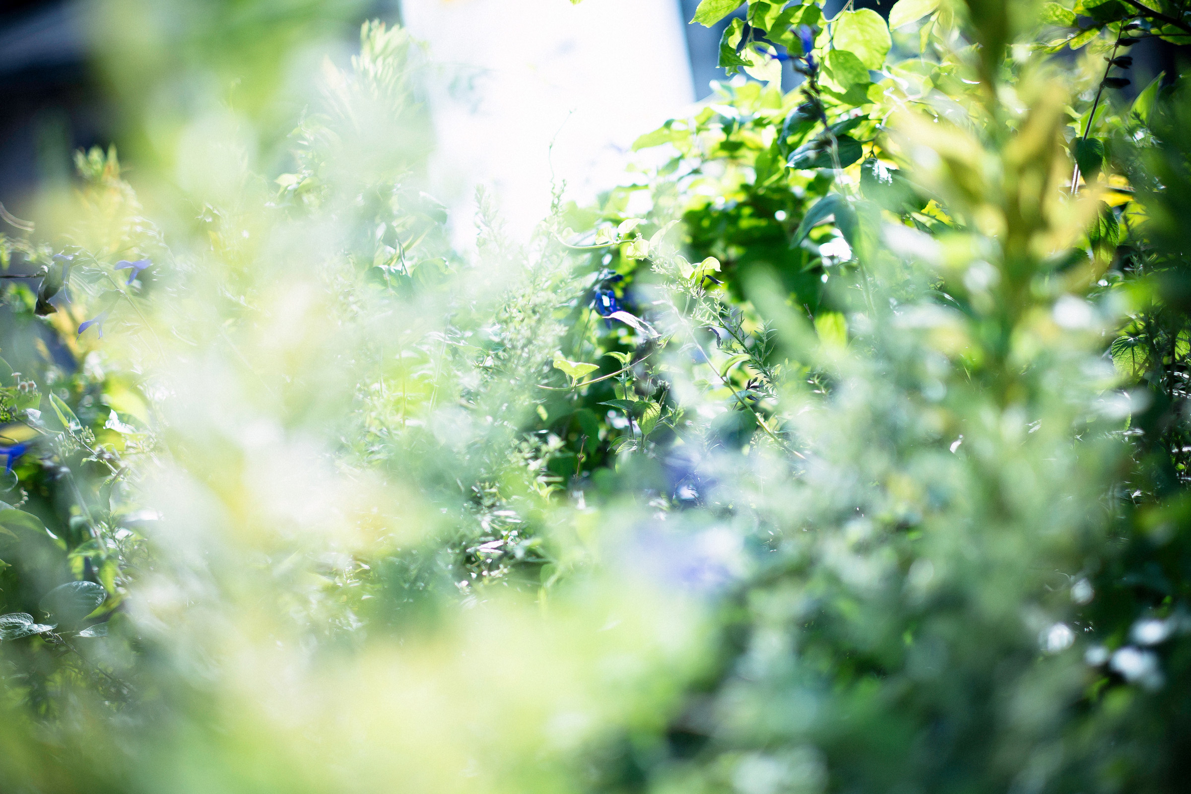 青色申告書を提出した事業年度の欠損金の繰越控除について